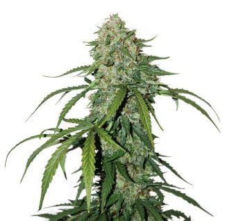 CBD 1:1 Silver Lime Haze (SeedStockers Seeds)