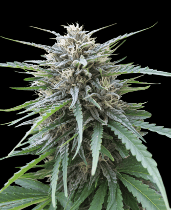 Frizzy Kush (SeedStockers Seeds)