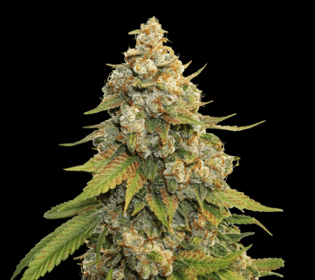 Golden Lemon Haze (SeedStockers Seeds)