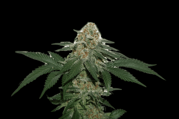 Grandaddy Confidential (SeedStockers Seeds)