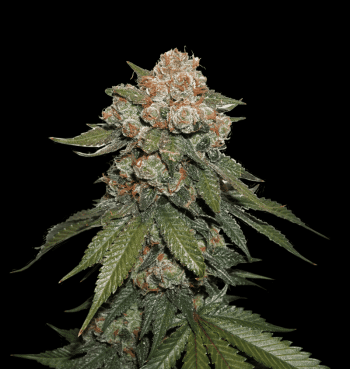 Maple Sherbet  (SeedStockers Seeds)