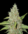 Northern Lights Auto (SeedStockers Seeds)