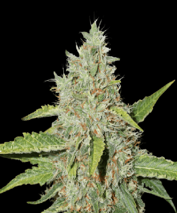 Northern Lights (SeedStockers Seeds)