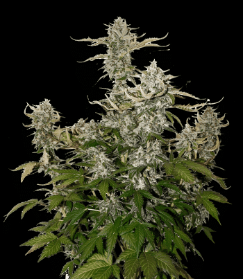 Candy Dawg Auto (SeedStockers Seeds)