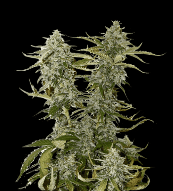 Candy Dawg (SeedStockers Seeds)