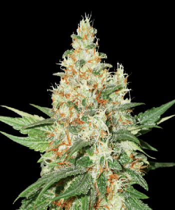 O.G. Kush (SeedStockers Seeds)