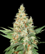 O.G. Kush (SeedStockers Seeds)