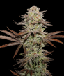 Sticky Fingers Auto (SeedStockers Seeds)