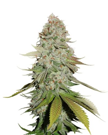 Sticky Monkey GG#4 (SeedStockers Seeds)