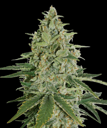 Super Skunk Auto (SeedStockers Seeds)