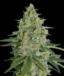 Super Skunk Auto (SeedStockers Seeds)