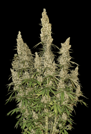 White Widow Auto (SeedStockers Seeds)