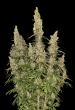 White Widow Auto (SeedStockers Seeds)