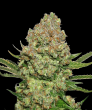 White Widow (SeedStockers Seeds)