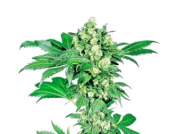 Afghani #1 (Sensi Seeds)