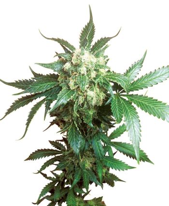 Black Domina (Sensi Seeds)