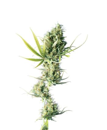 Durban (Sensi Seeds)