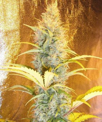Early Pearl (Sensi Seeds)