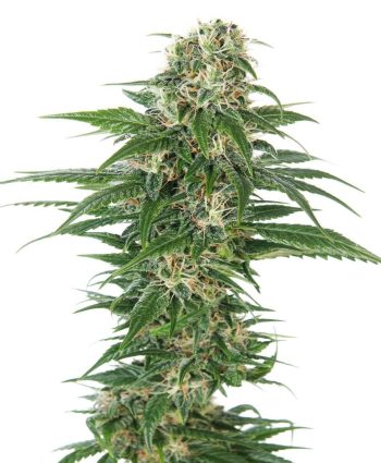 Early Skunk Auto (Sensi Seeds)