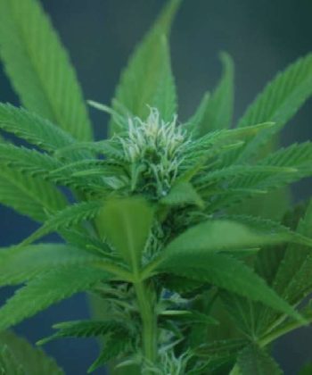 Ed Rosenthal Super Bud (Sensi Seeds)