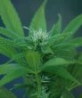 Ed Rosenthal Super Bud (Sensi Seeds)