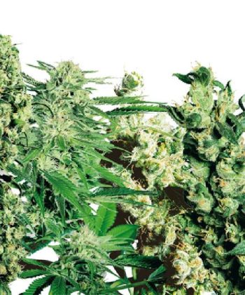 Female Mix (Sensi Seeds)