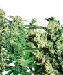 Female Mix (Sensi Seeds)