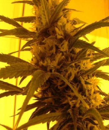 First Lady (Sensi Seeds)