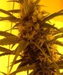 First Lady (Sensi Seeds)