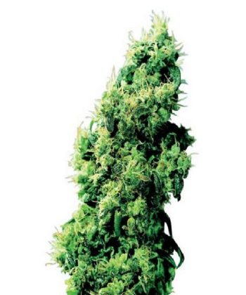 Four Way (Sensi Seeds)