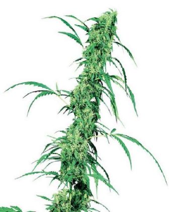 Fruity Juice (Sensi Seeds)