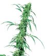 Fruity Juice (Sensi Seeds)
