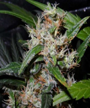 Guerilla's Gusto (Sensi Seeds)