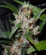 Guerilla's Gusto (Sensi Seeds)