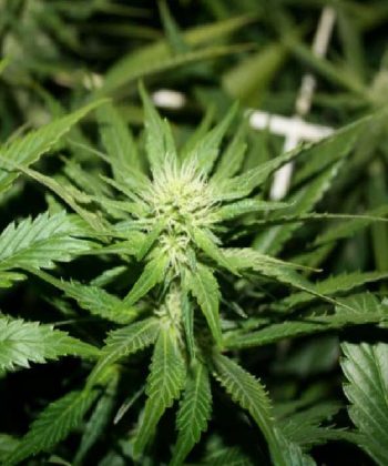 Hash Plant (Sensi Seeds)
