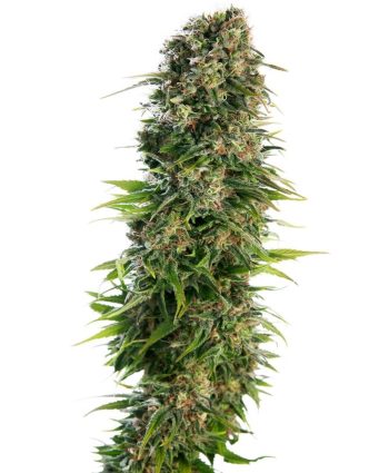 Hindu Kush Auto (Sensi Seeds)