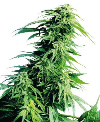 Hindu Kush (Sensi Seeds)