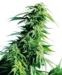 Hindu Kush (Sensi Seeds)