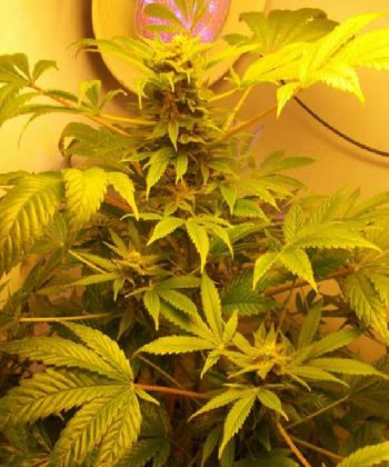 Hindu Kush (Sensi Seeds)