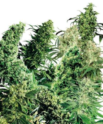 Indoor Mix (Sensi Seeds)