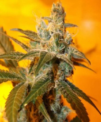 Jack Flash #5 (Sensi Seeds)