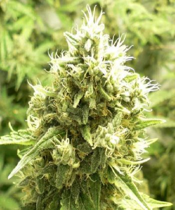 Jack Flash (Sensi Seeds)