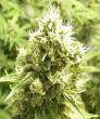 Jack Flash (Sensi Seeds)