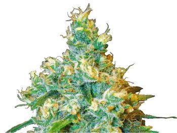 Jack Herer (Sensi Seeds)