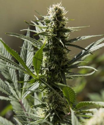 Jack Herer (Sensi Seeds)