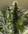 Jack Herer (Sensi Seeds)