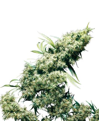 Jamaican Pearl (Sensi Seeds)
