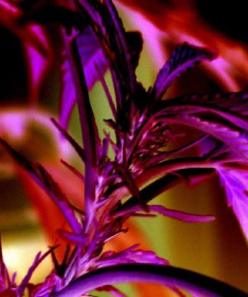 Jamaican Pearl (Sensi Seeds)