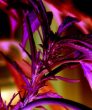 Jamaican Pearl (Sensi Seeds)
