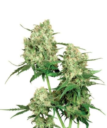 Maple Leaf Indica (Sensi Seeds)